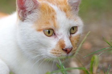 庭でくつろぐ猫