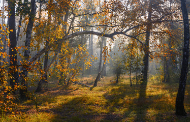 Autumn forest bathed in sunlight. Sun rays. Autumn colors.