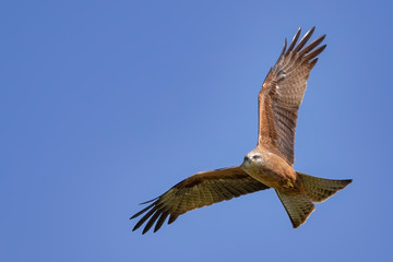 Fototapeta premium Whistling Kite (Haliastur sphenurus) in flight