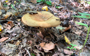 Beautiful toadstool in a summer forest. Relaxing natural background