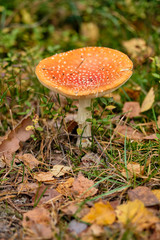 A fly agaric standing in a mixed forest on the forest floor in September in autumn in Bavaria, Germany