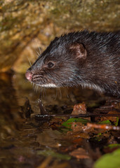The American mink (Neovison vison) in nature