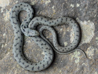 Mediterranean grass snake (Natrix astreptophora) cenital shot.