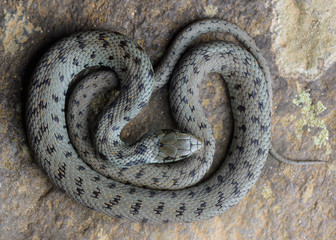 Mediterranean grass snake (Natrix astreptophora) cenital shot.