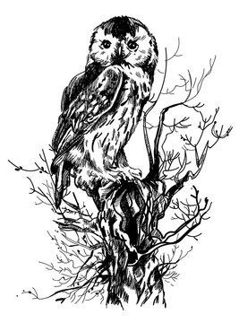 Owl sitting on an old tree stump. Drawing by hand in vintage style. Drawing with ink on a white background.