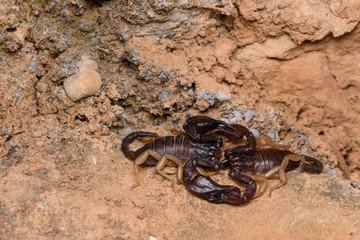 Euscorpius flavicaudis, or the European yellow-tailed scorpion mating reproduction.