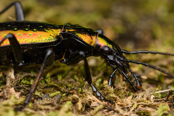Macro of golden beetle, Carabus rutilans, spain wildlife.