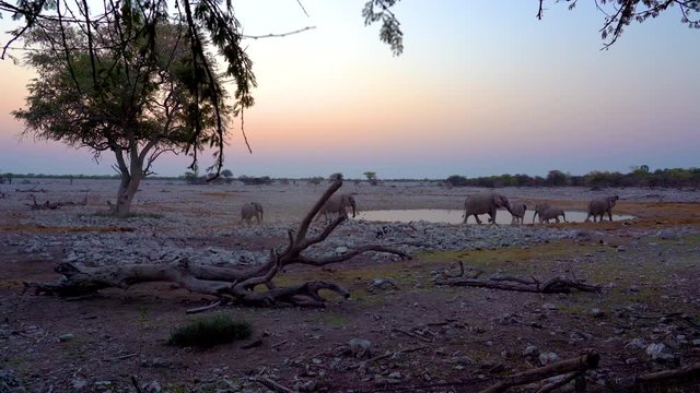 Family of elephants approaching Okaukuejo waterhole in the dry season in the Etosha National Park in Namibia in Africa.