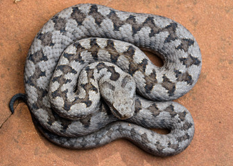 Adult horned viper (Vipera latastei) macro in nature