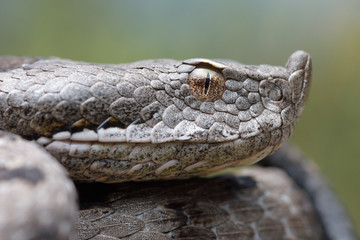 Adult horned viper (Vipera latastei) macro in nature