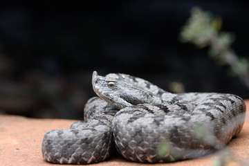 Adult horned viper (Vipera latastei) macro in nature