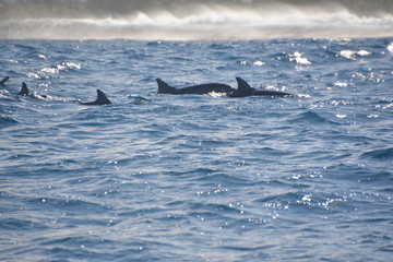 Dolphin / Delfin  © Marco