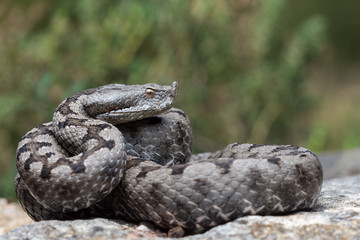 Adult horned viper (Vipera latastei) macro in nature