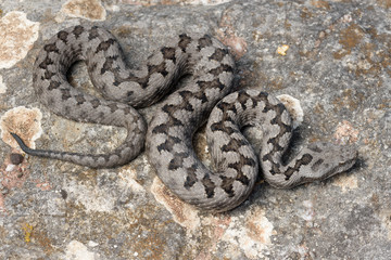 Adult horned viper (Vipera latastei) macro in nature