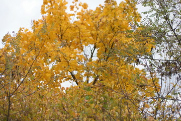 yellow tree in autumn