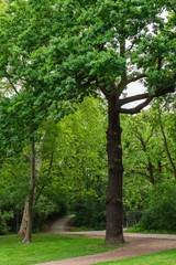 Obraz premium Walk on a warm sunny day in the park Volkspark Friedrichshain in Berlin, cozy paths and green lawns