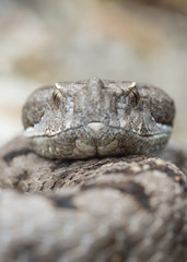 Adult horned viper (Vipera latastei) macro in nature