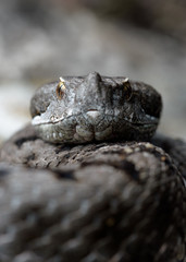 Adult horned viper (Vipera latastei) macro in nature