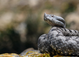 Adult horned viper (Vipera latastei) macro in nature