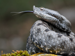 Adult horned viper (Vipera latastei) macro in nature