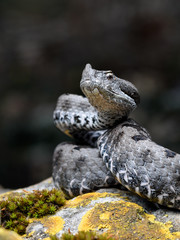 Adult horned viper (Vipera latastei) macro in nature