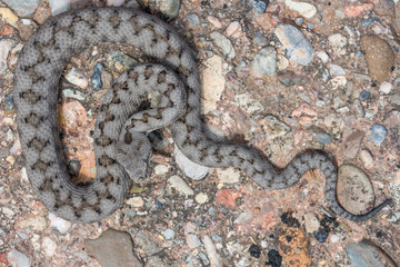 Adult horned viper (Vipera latastei) macro in nature