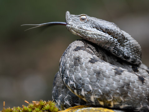 Adult horned viper (Vipera latastei) macro in nature