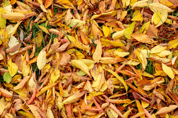 Golden autumn leaf in the park.