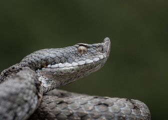 Adult horned viper (Vipera latastei) macro in nature