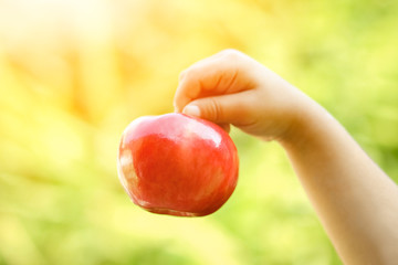 apple in the hands of a child on nature in the garden background