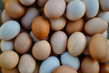 range eggs - Powered by Adobe