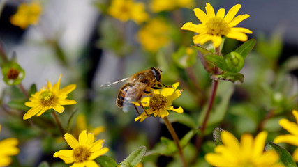 a bee on yellow flower
