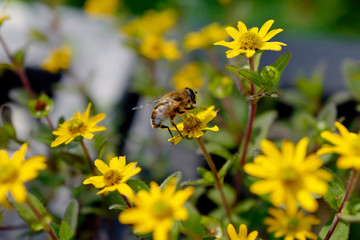 a bee on yellow flower