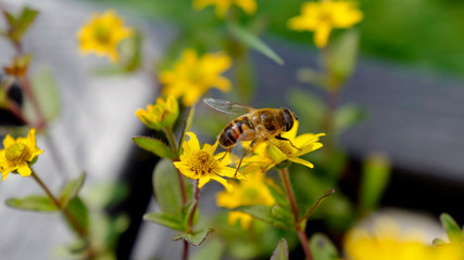 a bee on yellow flower