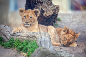 two baby lion standing together