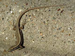 Lizard with long tail on the stone