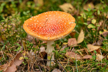 A fly agaric standing in a mixed forest on the forest floor in September in autumn in Bavaria, Germany