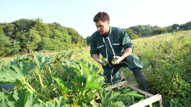 famer in field picking zucchinis