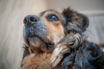 Obraz premium Portrait of a German shepherd. In focus closeup of his nose