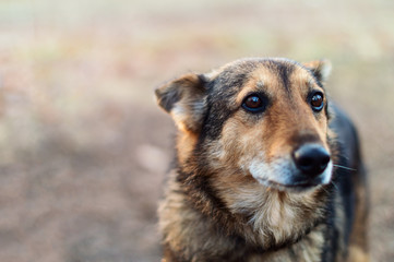 Lonely abandoned stray dog ​​with very sad smart eyes
