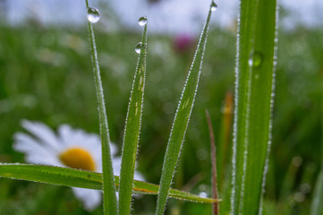 The summer is over, it is the beginning of autumn, especially at night much cooler, all the more stretched during the day all life against the sun. Meadow in the morning dew. 