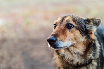 Abandoned lonly stray dog ​​with very sad smart eyes