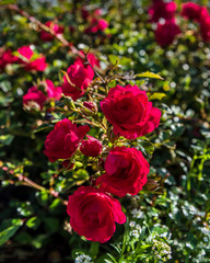Bushes of red roses.