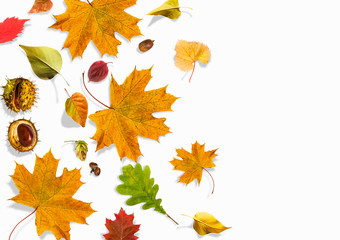 Fototapeta premium Autumn composition made of leaves, berries on white background. Autumn concept for Thanksgiving day or for other holidays. Flat lay, copy space.