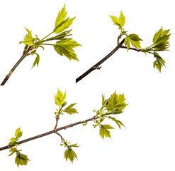 maple tree branch with young green leaves. isolated on white