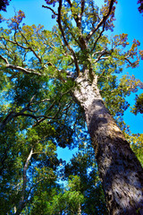 Big trees in Tsitsikamma National Park in South Africa
