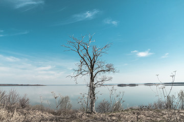 Lonely tree at the coast of big river. Small clouds in a deep blue sky
