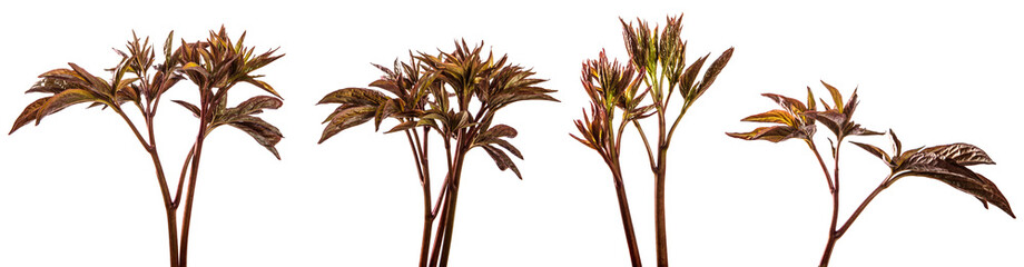 young sprouts peony flowers. isolated on white