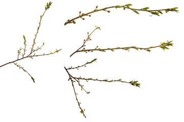 branch of the plum tree. green young leaves. isolated on white