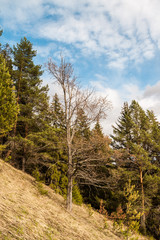 Fototapeta na wymiar Lonely bare tree on a hillside covered with coniferous forest